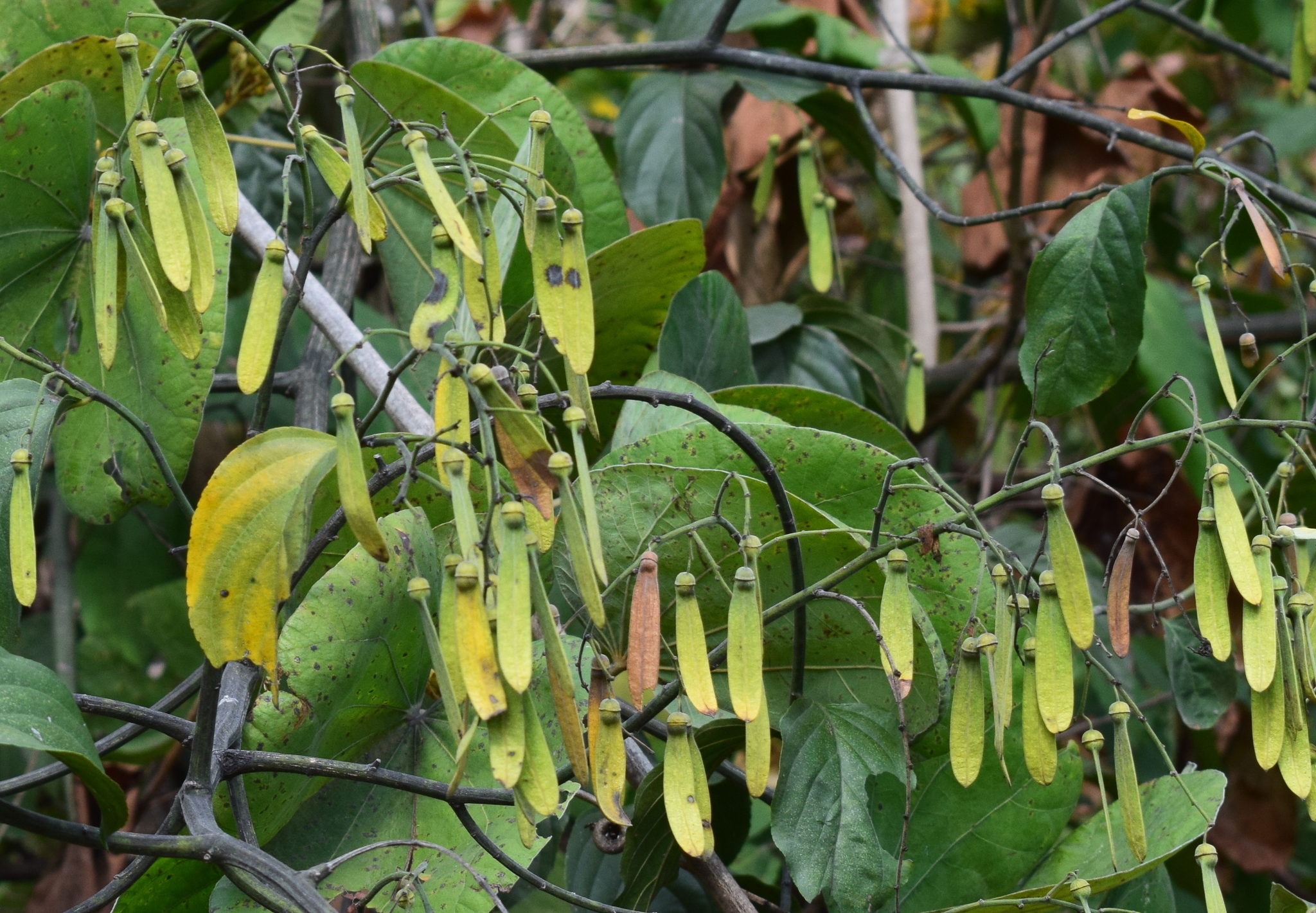 Ventilago denticulata